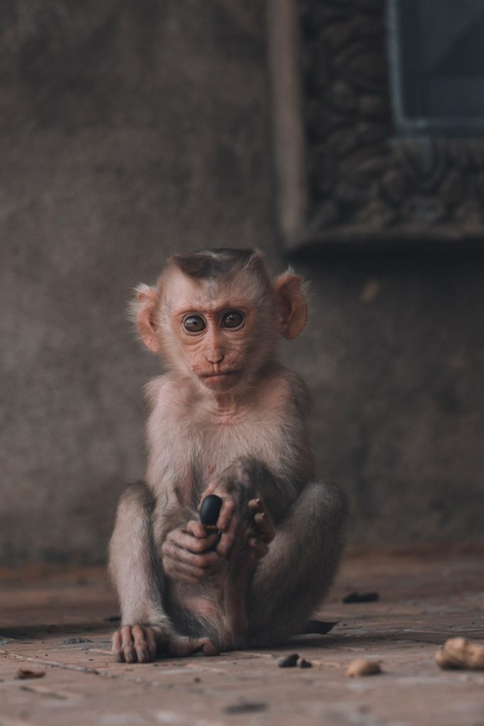 Variole du Singe